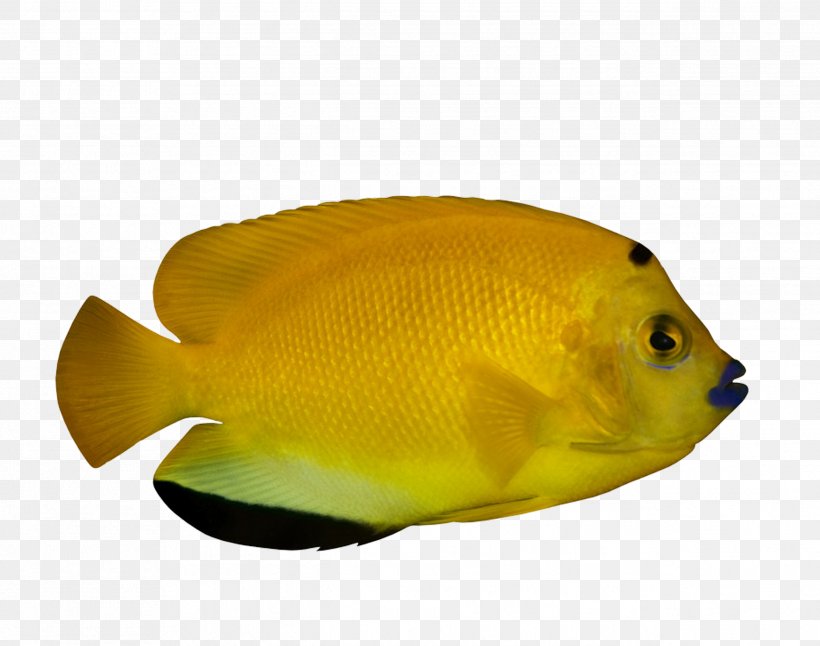 Ornamental Fish Tropical Fish Deep Sea Fish, PNG, 2536x2000px, Fish, Aquariums, Coral Reef Fish, Deep Sea, Deep Sea Fish Download Free