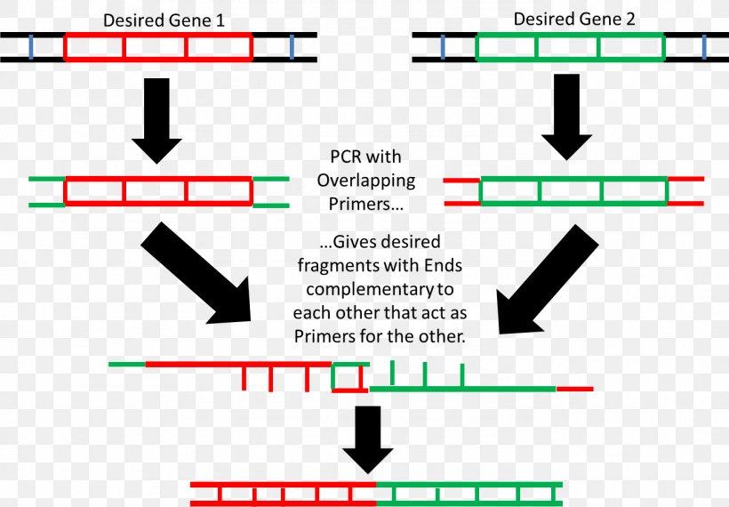Overlap Extension Polymerase Chain Reaction Restriction Enzyme Gene, PNG, 1386x965px, Polymerase Chain Reaction, Antisense Rna, Antisense Therapy, Area, Brand Download Free