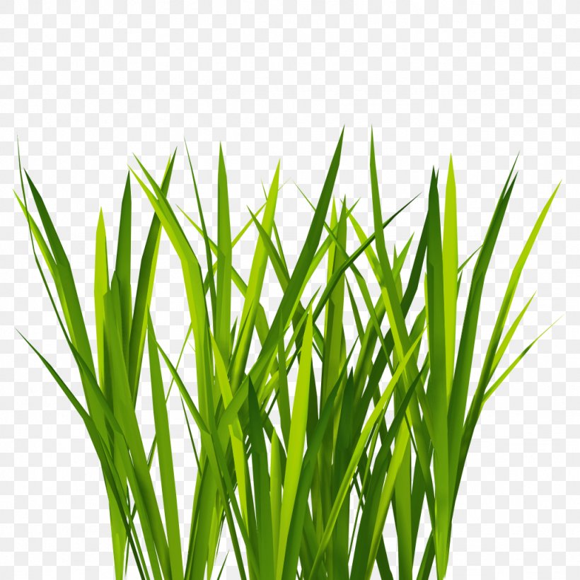 Texture Mapping Lawn 3D Computer Graphics Clip Art, PNG, 1024x1024px, 3d Computer Graphics, Texture Mapping, Animation, Chrysopogon Zizanioides, Commodity Download Free
