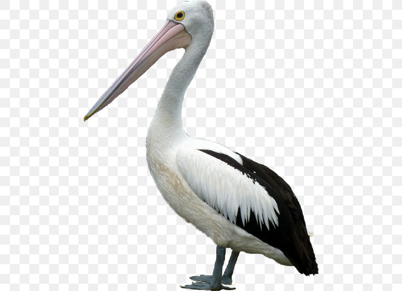 Crane Bird, PNG, 480x595px, Bird, American White Pelican, Beak, Brown Pelican, Ciconiiformes Download Free