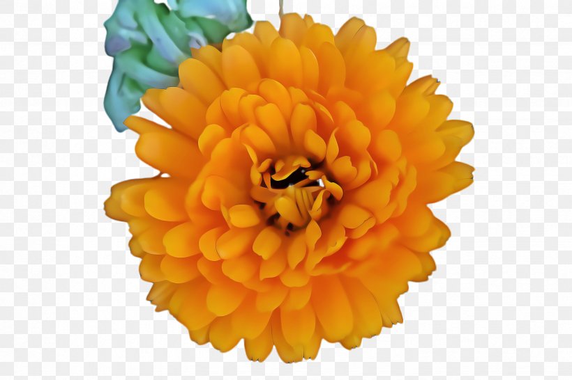 Flowers Background, PNG, 2448x1632px, Marigold, Artificial Flower, Bloom, Blossom, Chickenpox Download Free