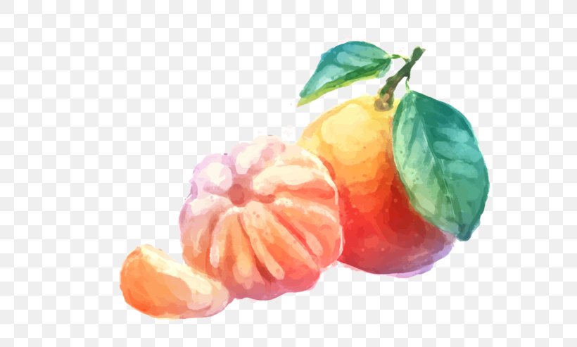 Mandarin Orange Tangerine Drawing, PNG, 600x493px, Mandarin Orange, Apple, Bitter Orange, Citrus, Citrus Fruit Download Free