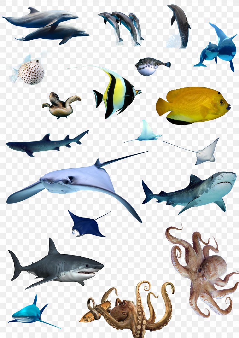 Marine Biology Download, PNG, 2480x3508px, Marine Biology, Dolphin, Fauna, Fish, Marine Mammal Download Free