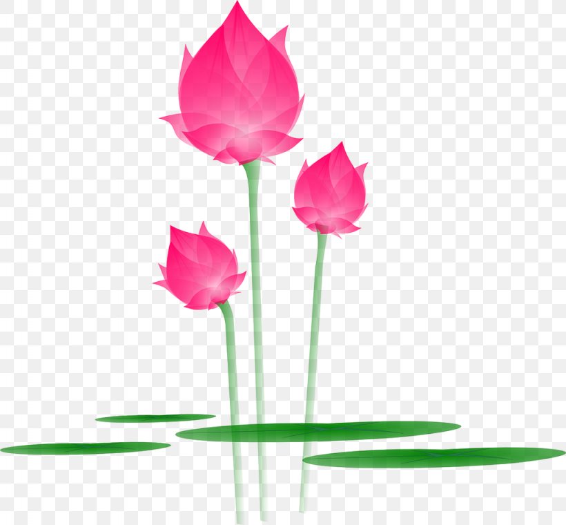Nelumbo Nucifera Egyptian Lotus Flower Clip Art, PNG, 1024x950px, Nelumbo Nucifera, Aquatic Plant, Aquatic Plants, Bud, Cut Flowers Download Free