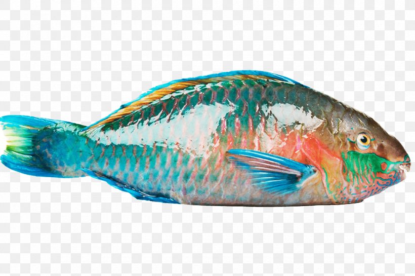 Parrotfish Flounder Japanese Amberjack Yellowtail Amberjack, PNG, 1080x718px, Fish, Bony Fish, Cleaning Station, Coral Reef Fish, Fauna Download Free