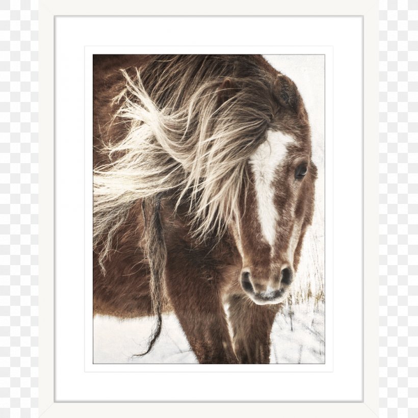 Pony Mustang Mane Stallion Innovate Interiors, PNG, 1000x1000px, Pony, Art, Equestrian, Fauna, Head Download Free