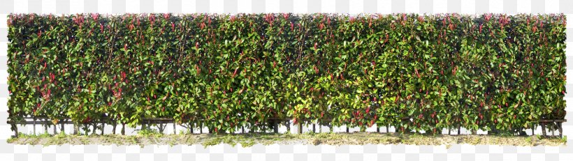Tree Green Shrub Color, PNG, 1600x452px, Tree, Blue, Color, Grass, Grass Family Download Free