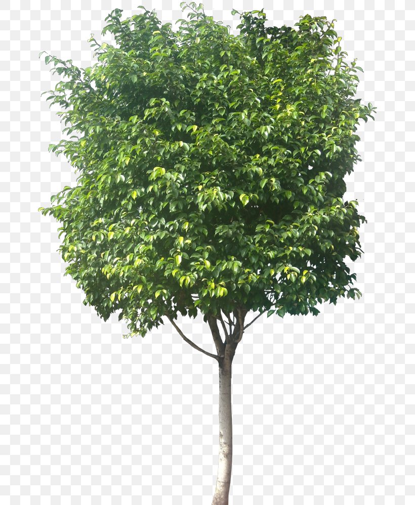 Weeping Fig Common Fig Tree, PNG, 676x999px, Weeping Fig, Branch, Common Fig, Deciduous, Evergreen Download Free