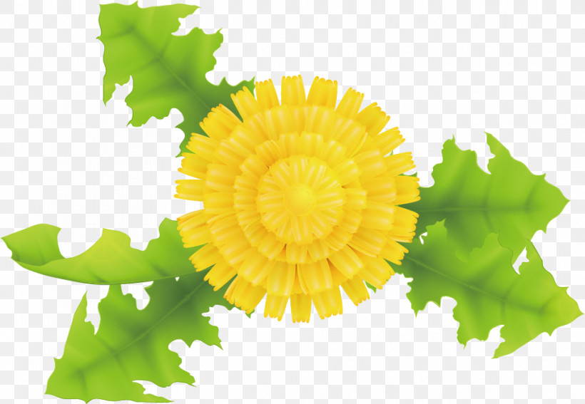 Dandelion, PNG, 959x664px, Dandelion, Petal, Yellow Download Free