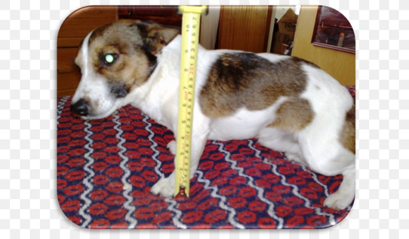 Dog Breed Rat Terrier Jack Russell Terrier Smooth Fox Terrier Miniature Fox Terrier, PNG, 629x480px, Dog Breed, Breed, Carnivoran, Companion Dog, Dog Download Free