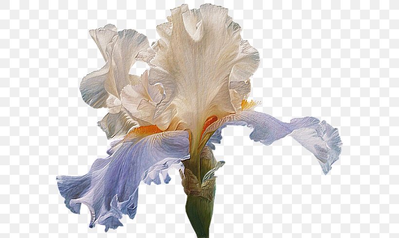 File Format Clip Art Flower Adobe Photoshop, PNG, 600x490px, Flower, Cut Flowers, Diary, Flowering Plant, Iris Download Free