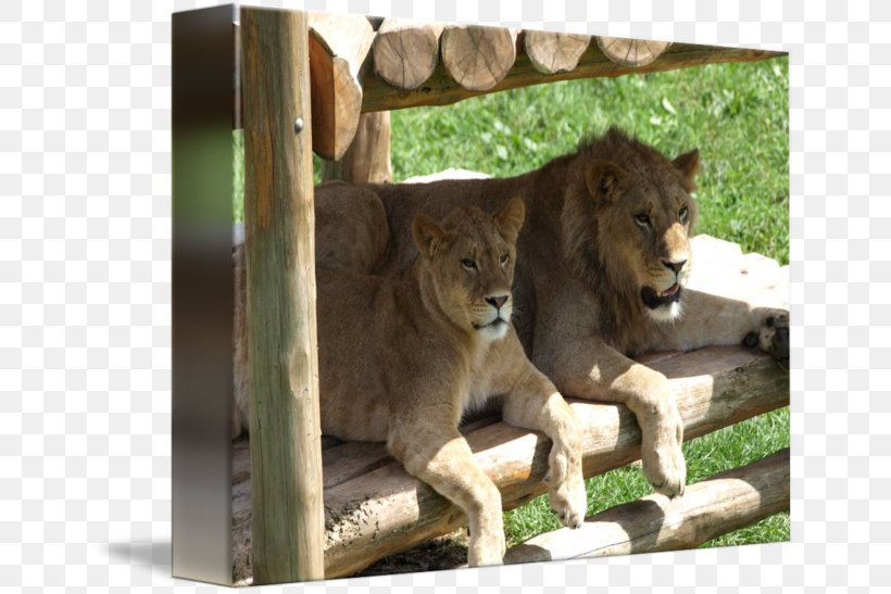 Fauna Wildlife Terrestrial Animal, PNG, 650x547px, Fauna, Animal, Big Cats, Cat Like Mammal, Lion Download Free