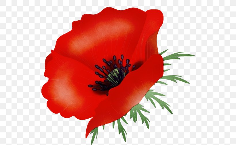 Flower Flowering Plant Plant Red Petal, PNG, 534x505px, Watercolor, Adonis, Coquelicot, Corn Poppy, Flower Download Free