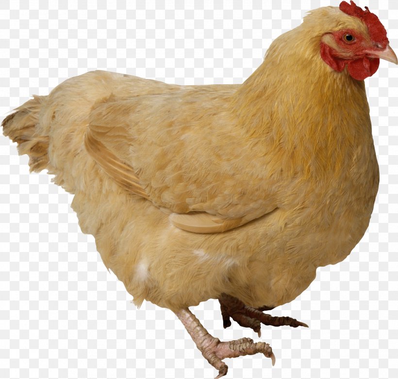 Fried Chicken, PNG, 2546x2431px, Chicken, Beak, Bird, Chicken Meat, Feather Download Free
