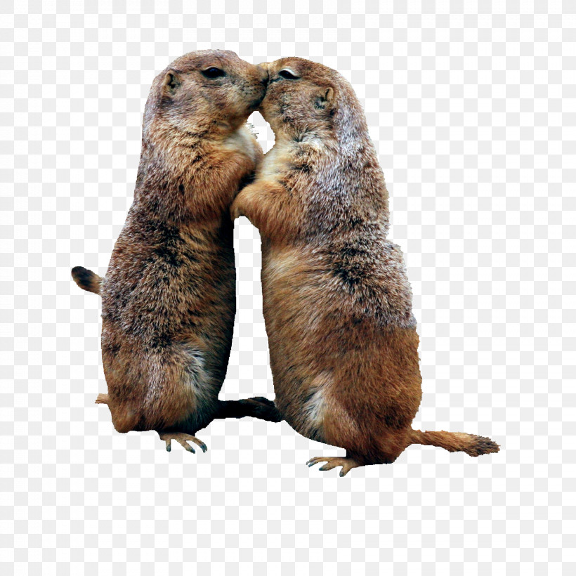 Groundhog Day, PNG, 1722x1722px, Groundhog, Beaver, Gopher, Groundhog Day, Marmot Download Free