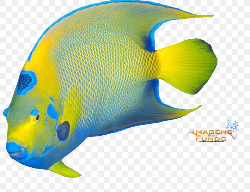 Marine Biology Marine Mammal Product Design Fish, PNG, 800x630px, Marine Biology, Biology, Electric Blue, Fish, Mammal Download Free