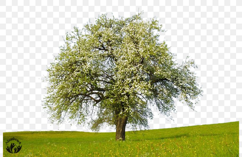 Stock Photography Apple Tree, PNG, 800x533px, Photography, Alamy, Apple, Apple Id, Apples Download Free