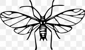 Head Louse Images Head Louse Transparent Png Free Download