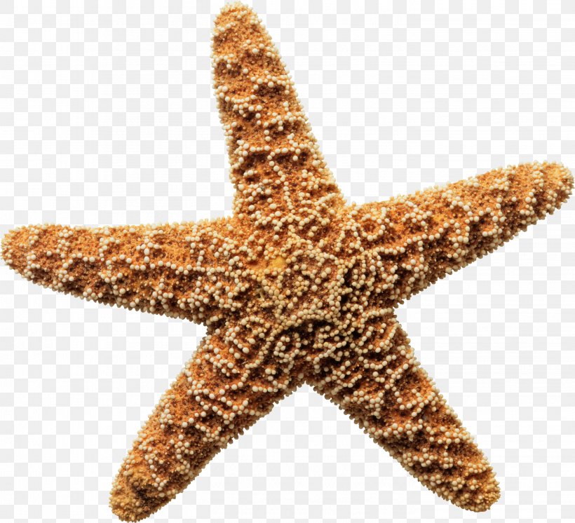 Starfish Seashell Sponge Clip Art, PNG, 2841x2585px, Starfish, Animation, Deep Sea, Echinoderm, Invertebrate Download Free