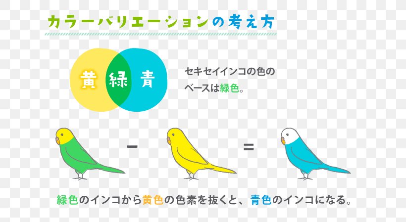Budgerigar Parrots Parakeet Yellow Color, PNG, 680x449px, Budgerigar, Area, Beak, Bird, Blue Download Free