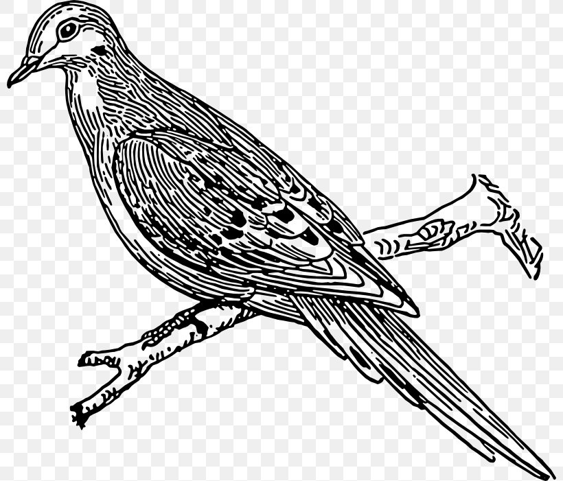 Columbidae Die Txfcmmler- Und Purzlertauben: Ein Beitrag Zum Mustertauben-Buch Domestic Pigeon Illustration, PNG, 800x701px, Columbidae, Art, Beak, Bird, Black And White Download Free