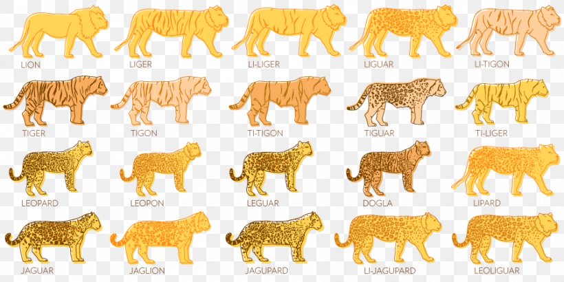 Lion Wildcat Tiger Jaguar, PNG, 900x451px, Lion, Animal Figure, Asian Golden Cat, Big Cat, Big Cats Download Free