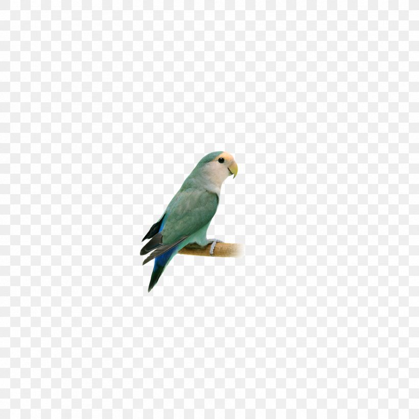 Lovebird Finch Macaw Parakeet Feather, PNG, 1772x1772px, Lovebird, Beak, Bird, Common Pet Parakeet, Fauna Download Free