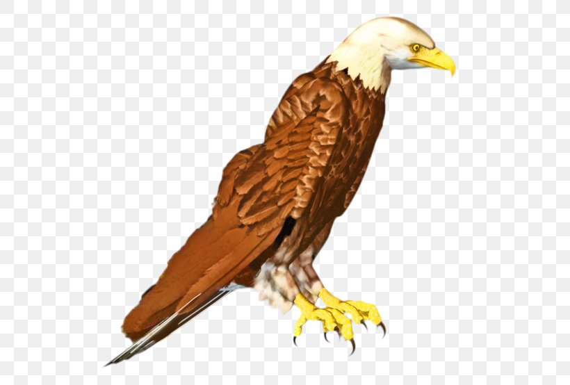 Sea Bird, PNG, 600x554px, Bald Eagle, Accipitridae, Beak, Bird, Bird Of Prey Download Free