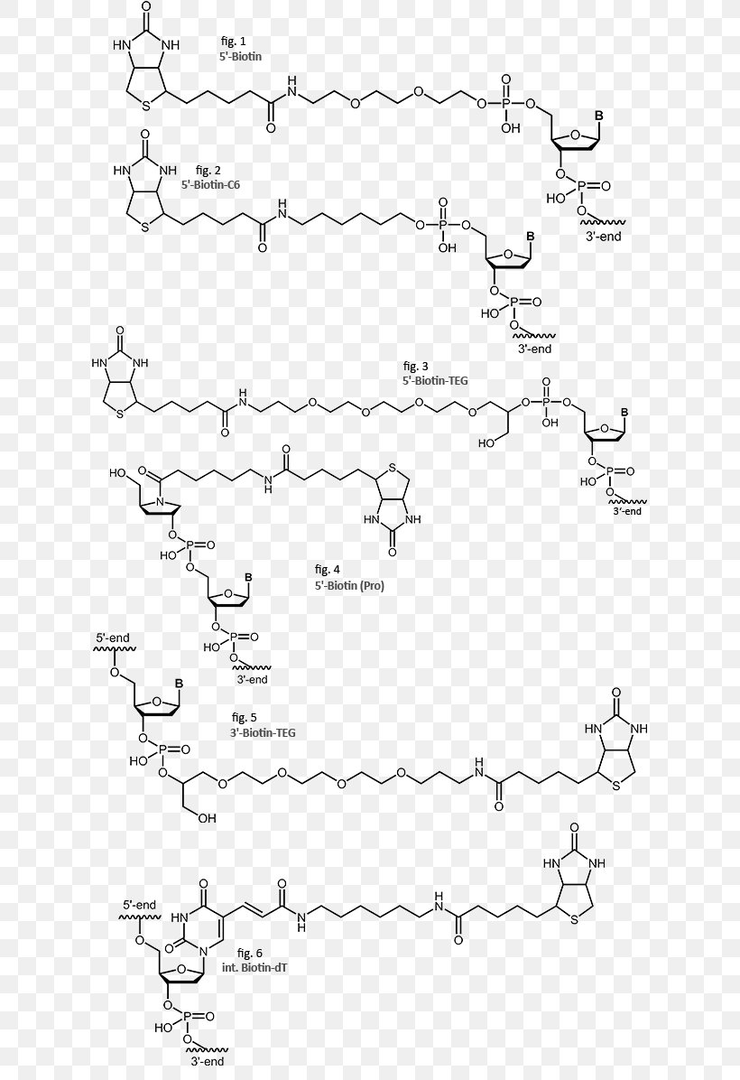 Streptavidin Biotinylation Oligonucleotide, PNG, 620x1196px, Watercolor, Cartoon, Flower, Frame, Heart Download Free