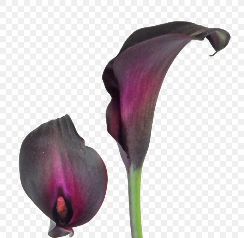Arum-lily Easter Lily Tiger Lily Bulb Callalily, PNG, 800x800px, Arumlily, Black, Bulb, Calla Lily, Callalily Download Free