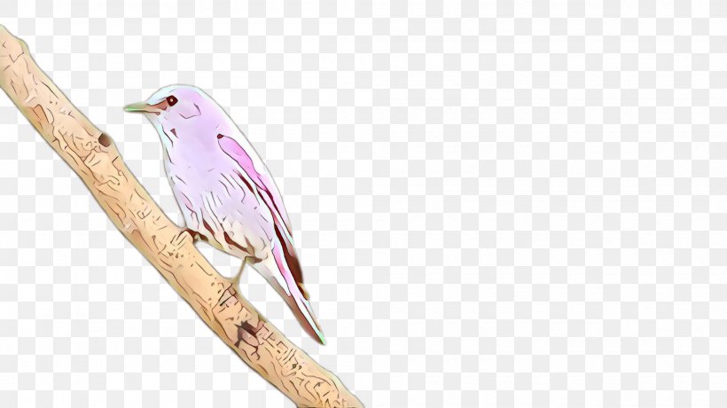 Feather, PNG, 2000x1124px, Bird, Beak, Feather, Perching Bird, Songbird Download Free