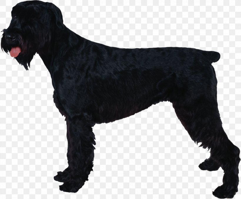 Giant Schnauzer Standard Schnauzer Miniature Schnauzer Black Russian Terrier Clip Art, PNG, 2345x1936px, Giant Schnauzer, Black Russian Terrier, Black Wolf, Breed, Carnivoran Download Free