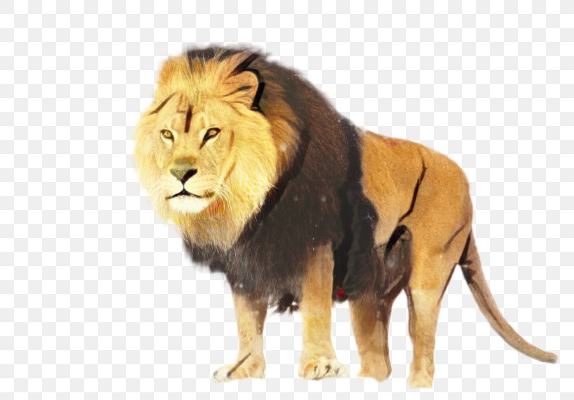 Lion Desktop Wallpaper Video Animal Tiger, PNG, 798x571px, Lion, Animal, Animal Figure, Big Cats, Carnivore Download Free
