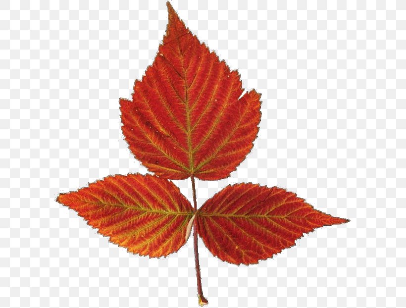 Red Maple Autumn Leaf Color Maple Leaf, PNG, 600x622px, Red Maple, Autumn, Autumn Leaf Color, Deciduous, Leaf Download Free