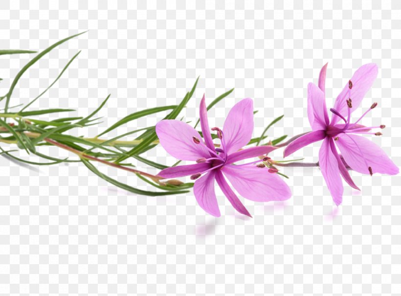 Stock Photography Alamy Royalty-free, PNG, 1000x739px, Stock Photography, Alamy, Can Stock Photo, Chamaenerion Angustifolium, Epilobium Download Free