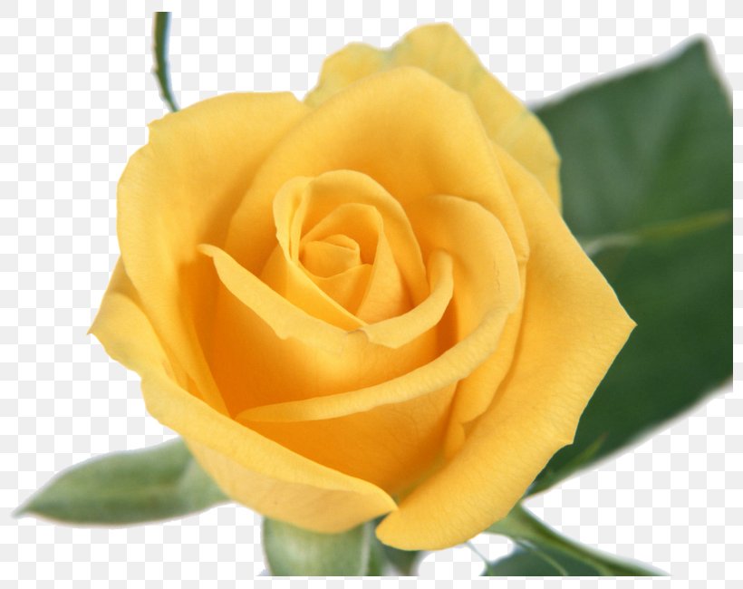 Yellow Cut Flowers Rose Family Garden Roses, PNG, 800x650px, Yellow, Austrian Briar, Cabbage Rose, Close Up, Cut Flowers Download Free