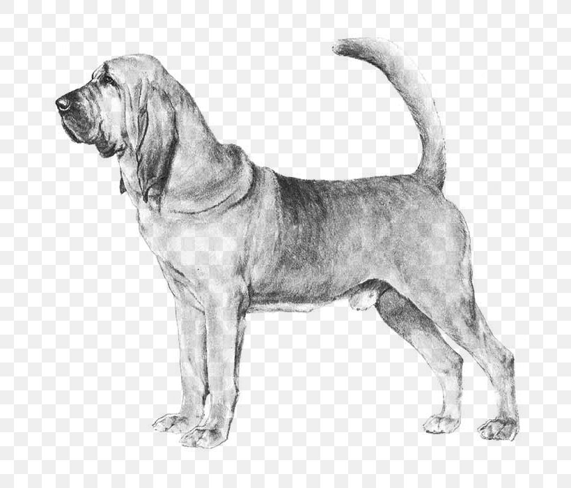 Bloodhound Catahoula Cur Basenji Afghan Hound Borzoi, PNG, 700x700px, Bloodhound, Afghan Hound, American Kennel Club, Basenji, Borzoi Download Free