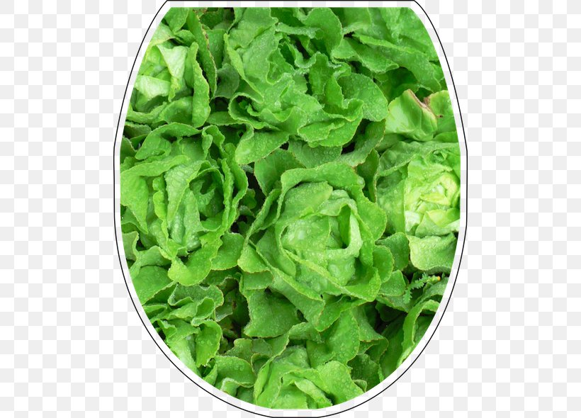 Gebr. Meier Gemüsekulturen AG Gebr. Meier Agrohandel AG Romaine Lettuce Buchs, PNG, 500x590px, Romaine Lettuce, Buchs, Certificates, Gestaltung, Herb Download Free