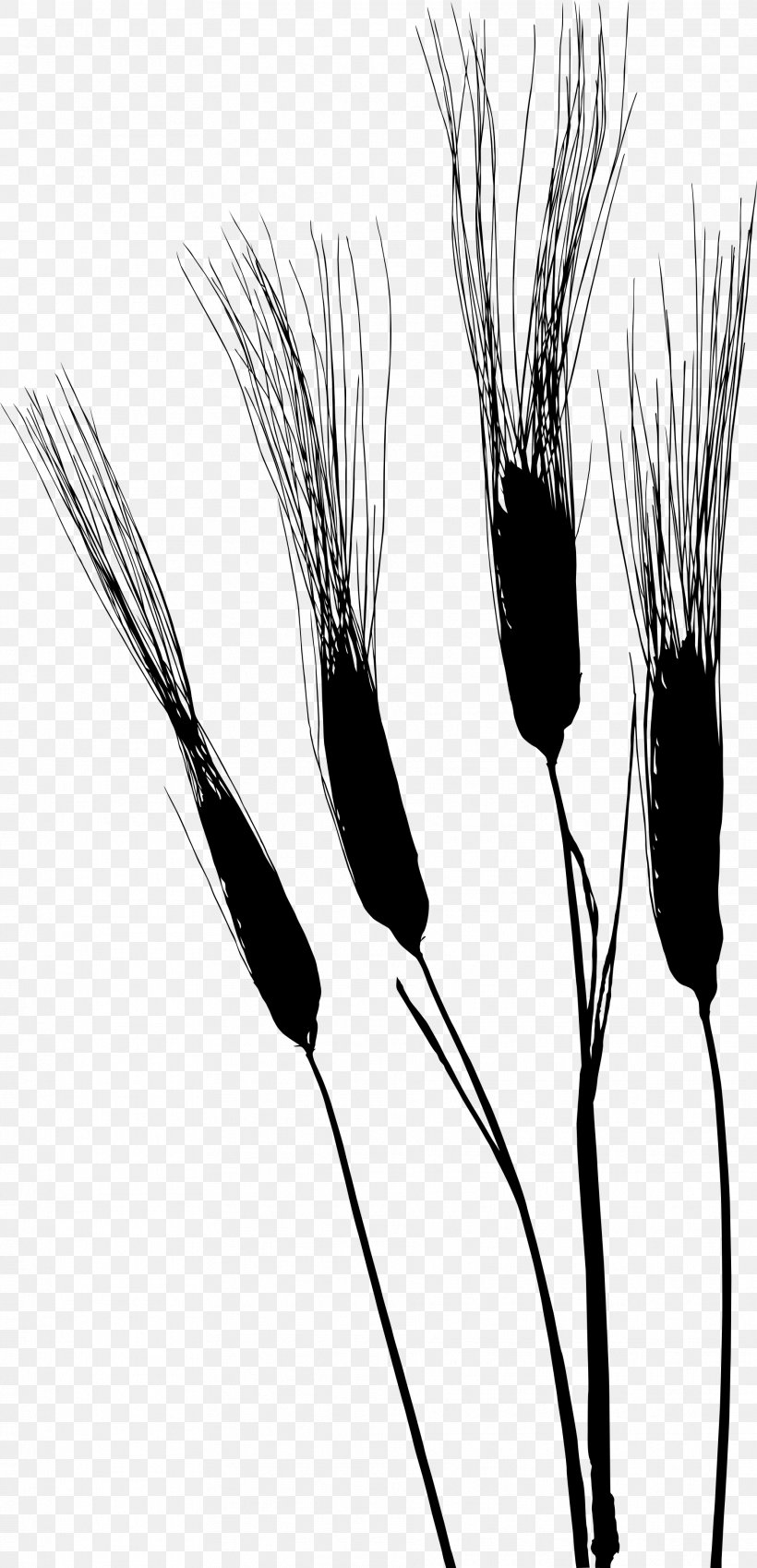 Grasses Flower Plant Stem Commodity Plants, PNG, 1874x3882px, Grasses, Blackandwhite, Commodity, Flower, Grass Family Download Free