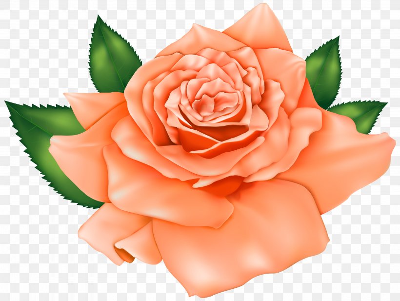 Rose Orange Clip Art, PNG, 4000x3014px, Rose, Blue, Blue Rose, China Rose, Close Up Download Free