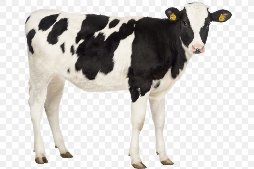 Calf Holstein Friesian Cattle Livestock Stock Photography Horse, PNG, 1000x667px, Calf, Cattle, Cattle Like Mammal, Cow Goat Family, Dairy Download Free