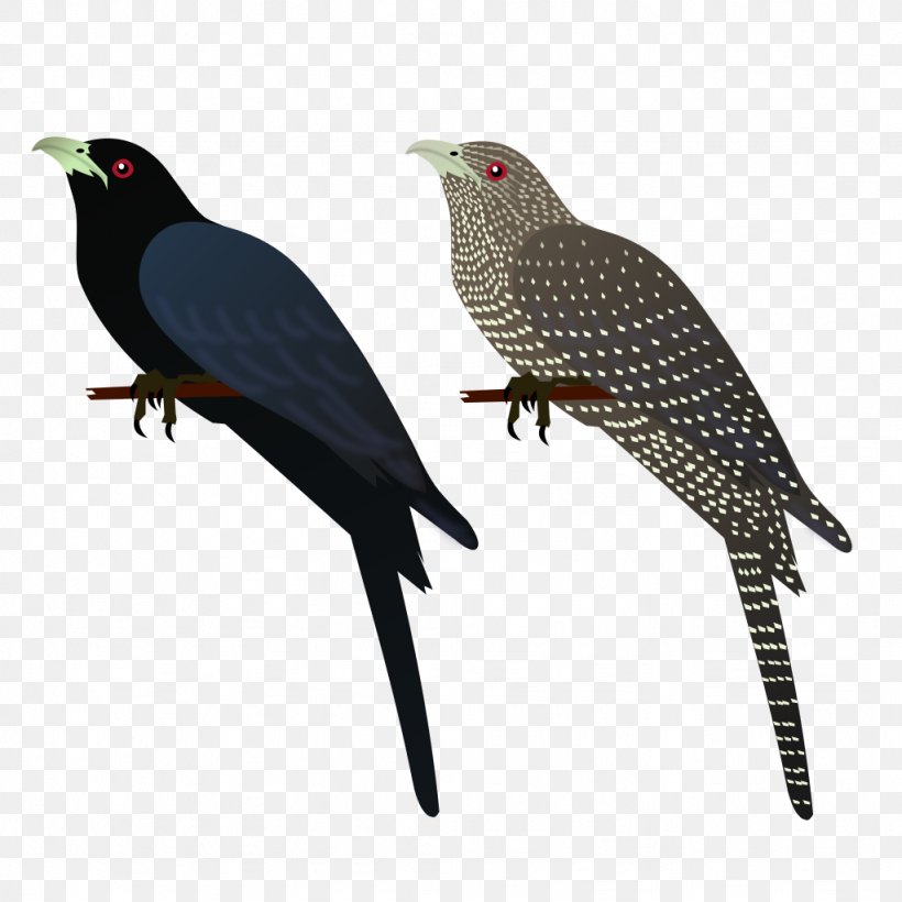 Asian Koel Bird House Crow Common Myna Clip Art, PNG, 1024x1024px, Asian Koel, Alexandrine Parakeet, Animal, Beak, Bird Download Free