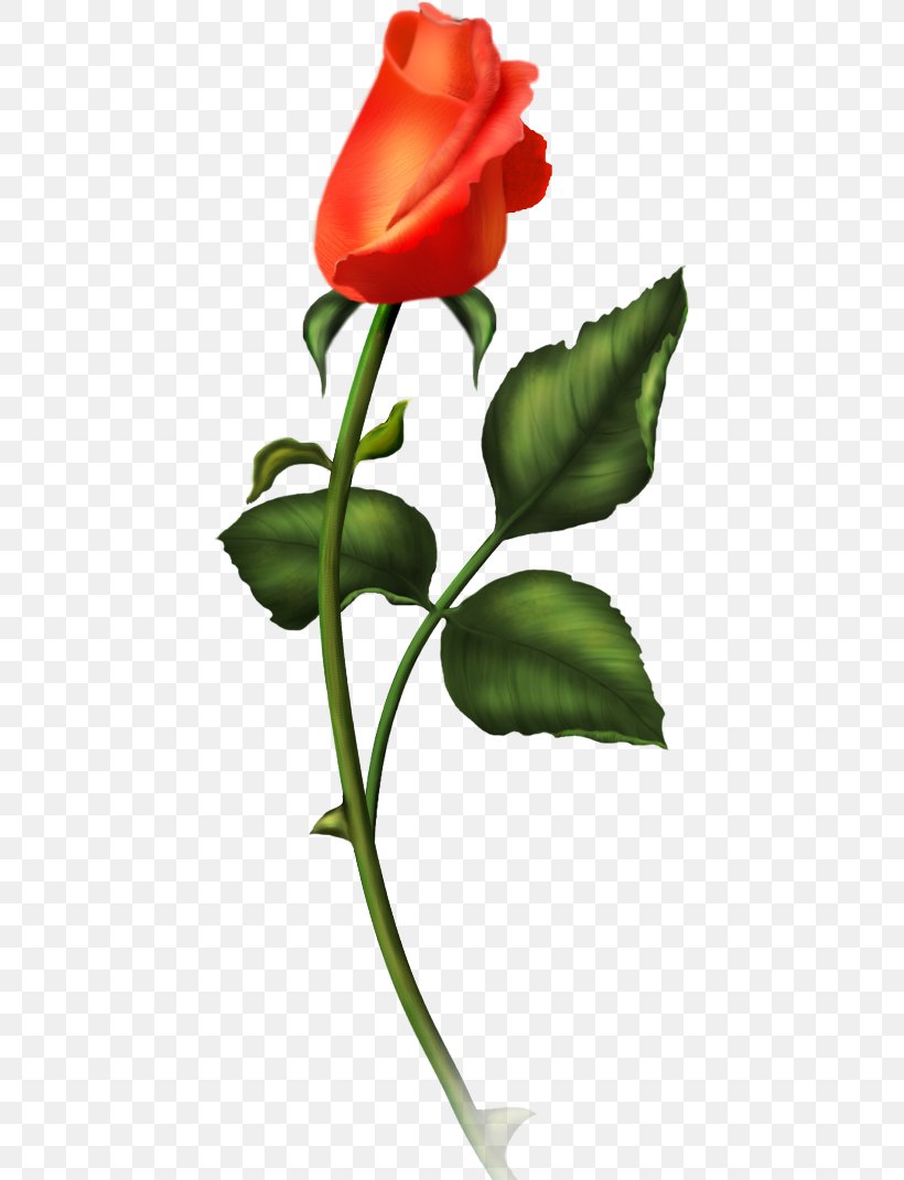 Garden Roses Flower Rose Garden, PNG, 431x1071px, Garden Roses, Birthday, Blog, Bud, Cut Flowers Download Free
