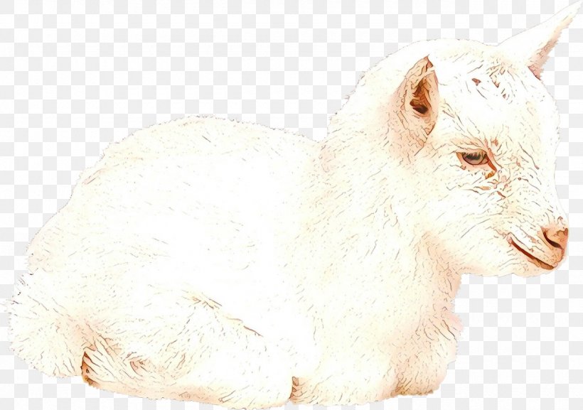 Goat Sheep Cat Rat Fur, PNG, 1280x902px, Goat, Cat, Fauna, Fur, Goatantelope Download Free