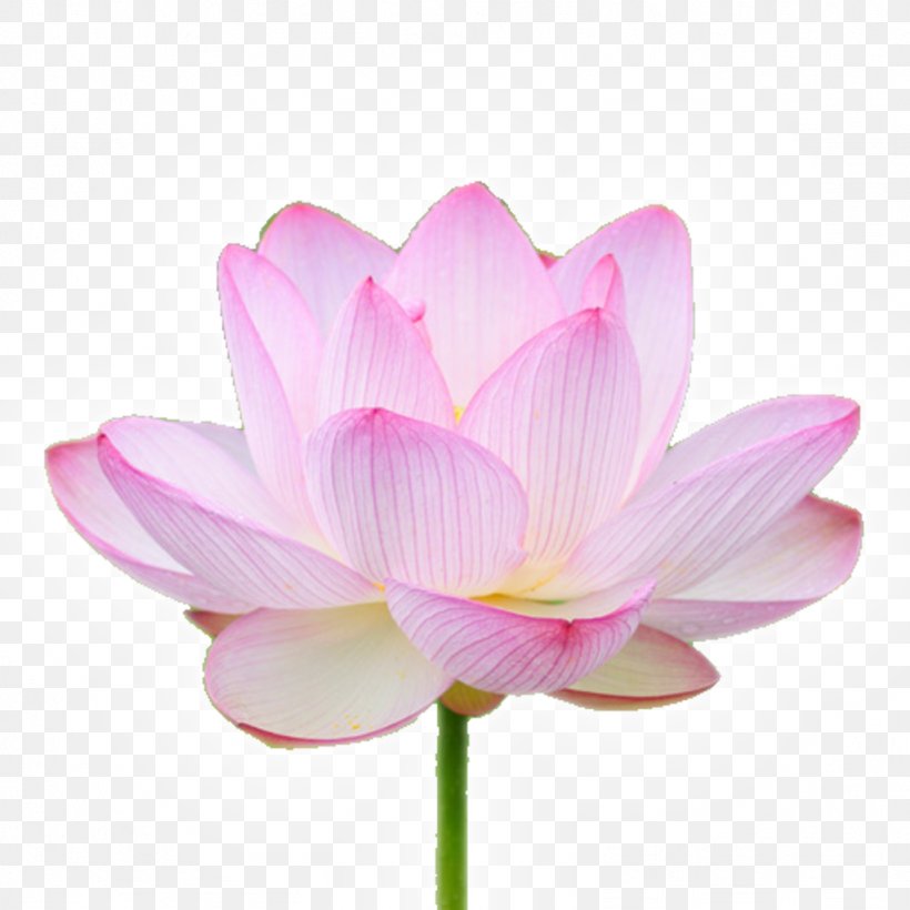 Pink M MTN Group Plant Stem RTV Pink Lotus-m, PNG, 1024x1024px, Pink M, Aquatic Plant, Flower, Flowering Plant, Lotus Download Free