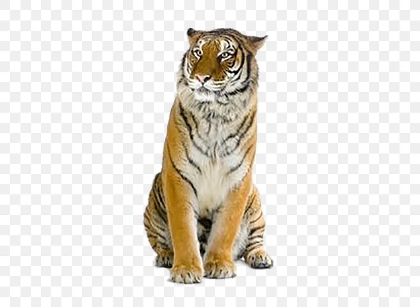 Tiger Wallpaper, PNG, 600x600px, Tiger, Big Cats, Carnivoran, Cat Like Mammal, Flying Tiger Copenhagen Download Free