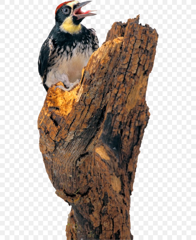 Woodpecker Bird Pelican Clip Art, PNG, 508x1000px, Woodpecker, African Sacred Ibis, Beak, Bird, Blackheaded Woodpecker Download Free