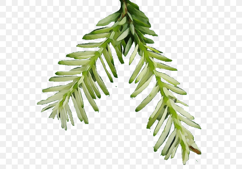 Yellow Fir Shortleaf Black Spruce Plant Leaf Oregon Pine, PNG, 600x575px, Watercolor, Branch, Eastern Hemlock, Flower, Leaf Download Free