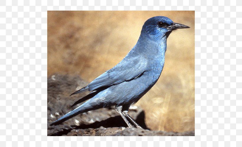 American Crow Blue Jay Bluebird Blackbird, PNG, 500x500px, American Crow, Beak, Bird, Blackbird, Blue Jay Download Free