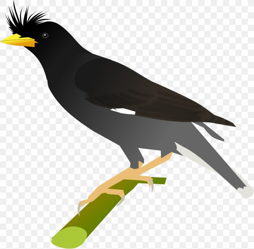 Bird Cartoon, PNG, 1046x1024px, Common Myna, Acridotheres, American Sparrow, Animal, Bank Myna Download Free